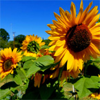 Several sunflowers, growing in the community garden, on a sunny day.